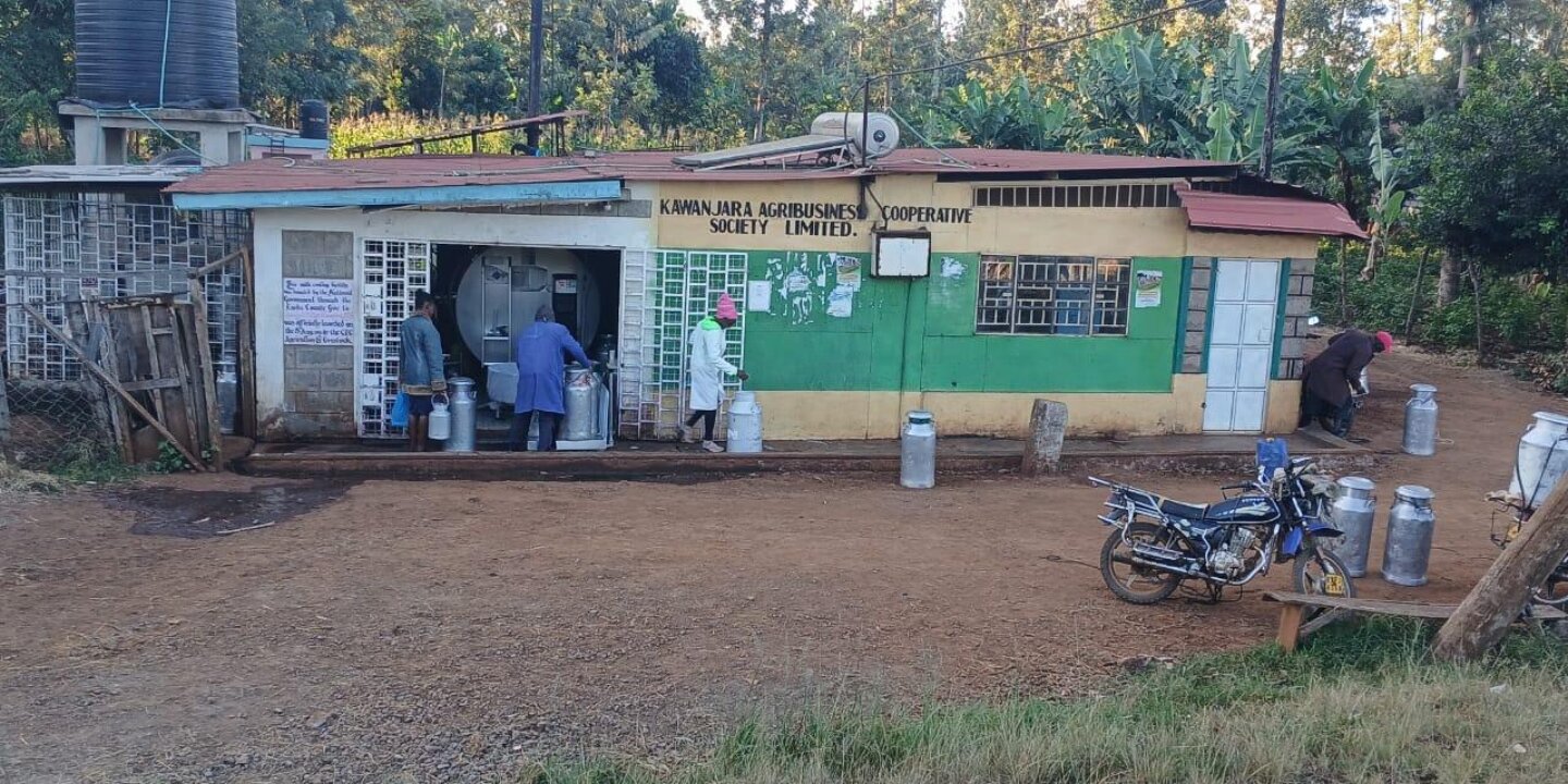 04 Susan blog Milking Hope