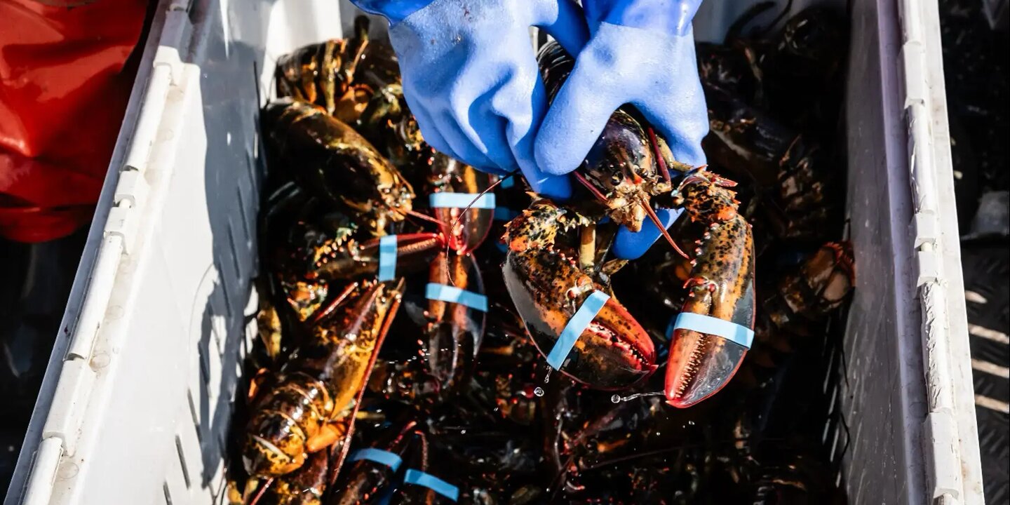 Rebecca Blog image Lobster