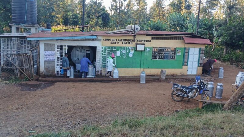Milking Hope: Every Drop Tells a Story of Dairy Farming in Runyenjes