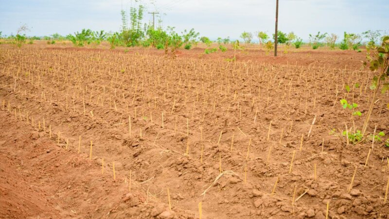 Finance Should Prioritise Outcomes: Exploring Alternative Fertilizer Subsidy Models in Kenya