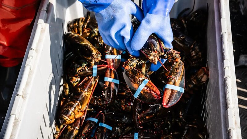 What a Lobster Taught Me About Food Systems Finance