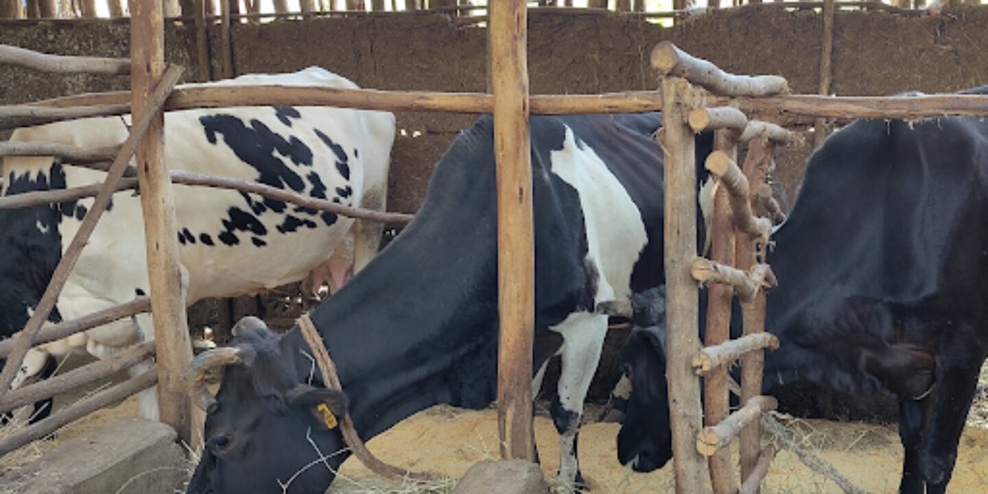 Cows