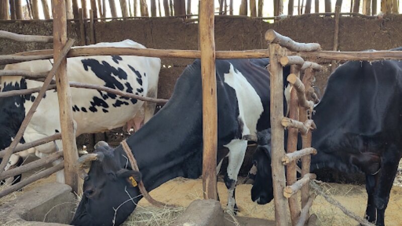 New dairy fact sheets for Ethiopia, Kenya and Uganda: your feedback welcome !
