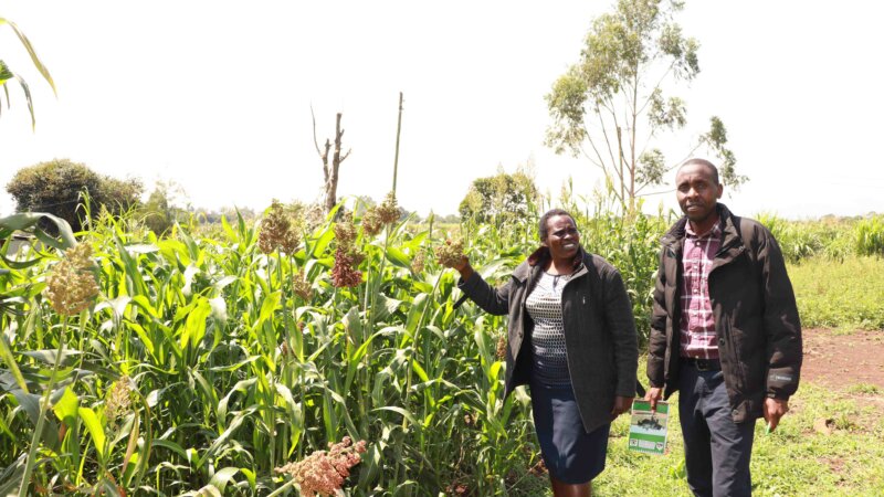 More and better forage, all year round: Enhancing forage production in East Africa
