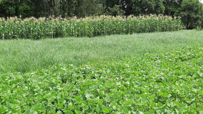 BRIDGE Project Brief: Kickstarting the Ethiopian forage seed market