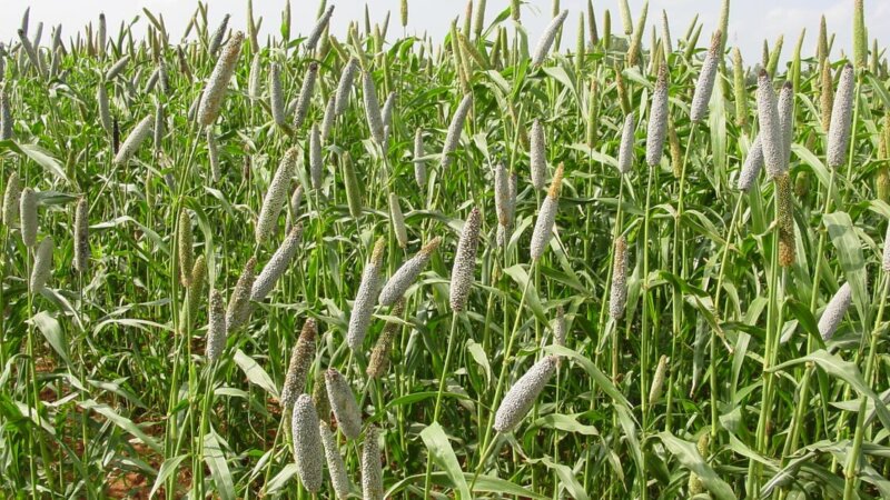 NEADAP co-authors forage seed policy brief for Kenya
