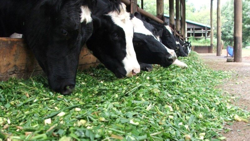 Introducing the Cost of Forage Production Calculator