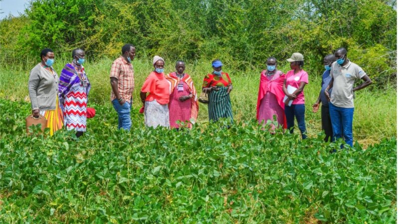 Field training promotes the adoption of improved forages among agro-pastoralists