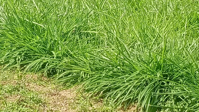 Sustainable Forage Production in Uganda