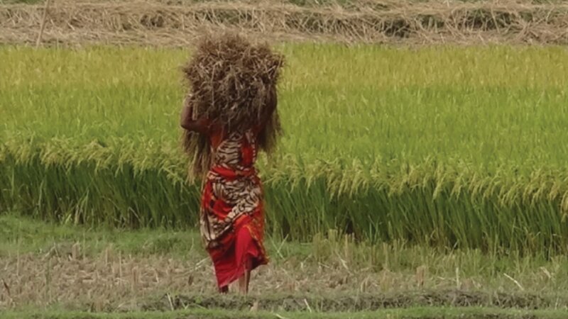 New publication: scoping study on salinity in Bangladesh