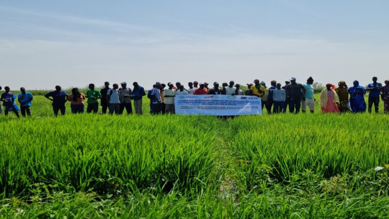 Addressing salinity in Senegal: results scoping study published