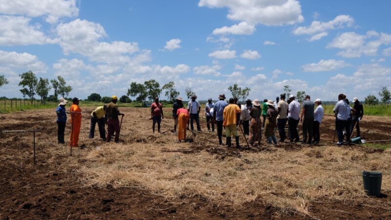 Mozambican Saline Agriculture Research and Practice
