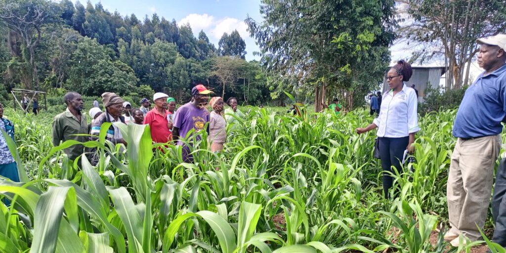 Through Fodder Increasing Animal Production in ASALs through fodder… | NFP Connects
