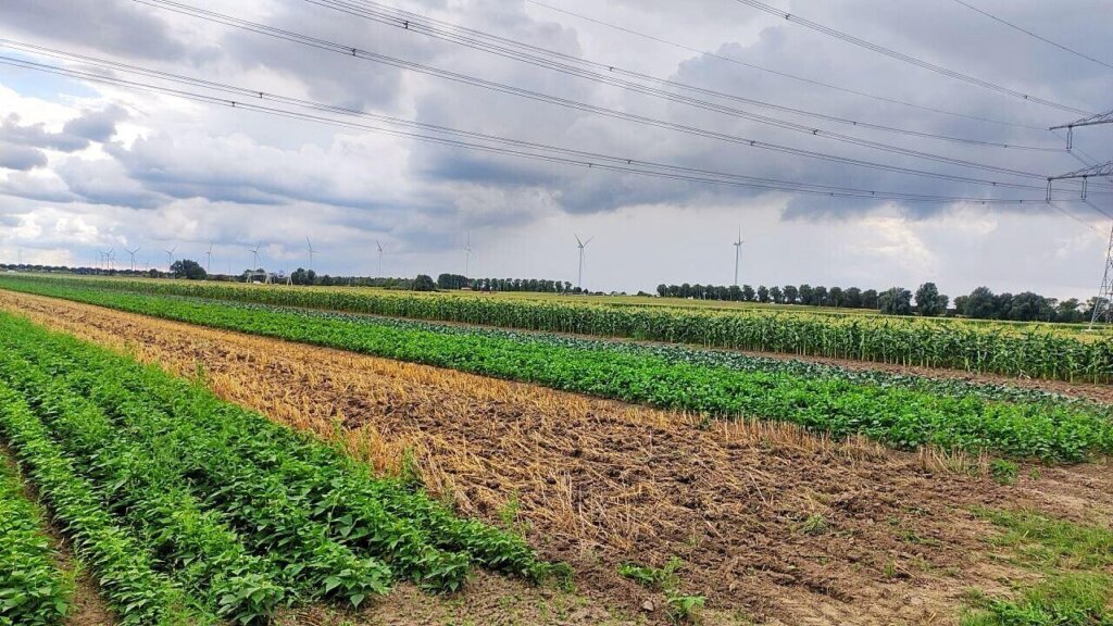 Hemus and ERF BV Dutch lighthouse farms