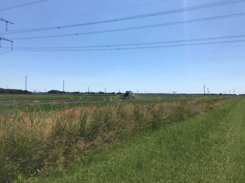 Bloemstrook 14 juni 2023 GZ 5 2