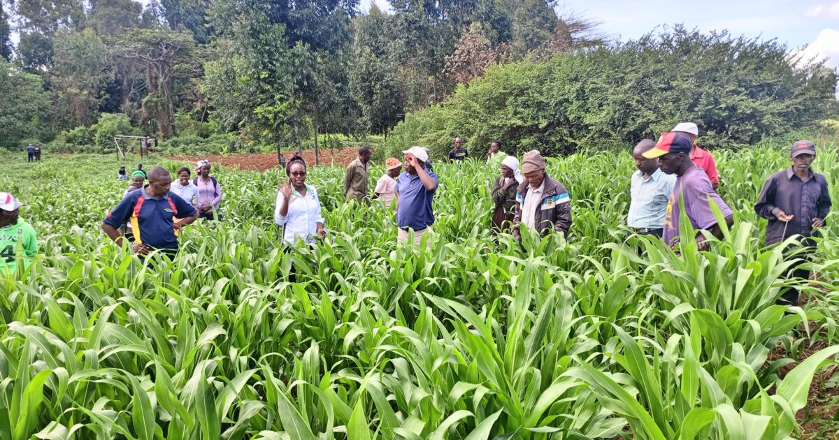 Through Fodder Increasing Animal Production in ASALs through fodder… | NFP Connects