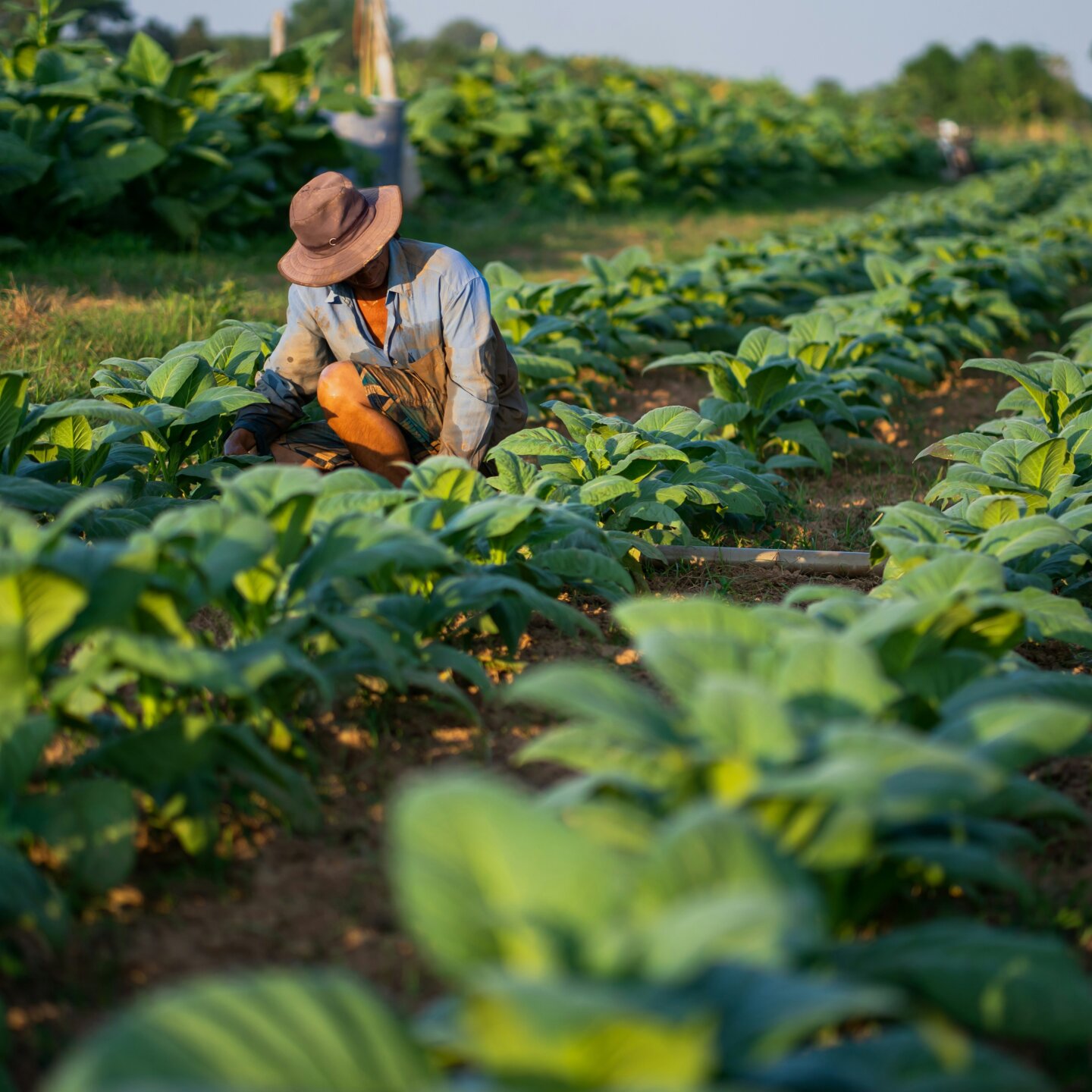 Strong Partnerships for Sustainable Food Systems