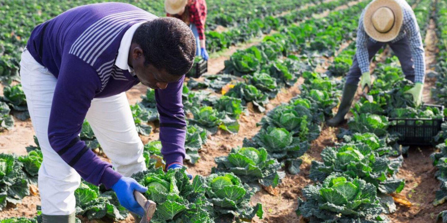 Agri missie mozambique