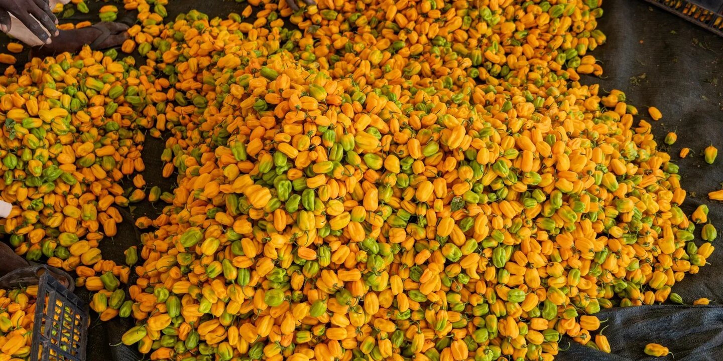 Innovatiemissie20 Farm20 Senegal1