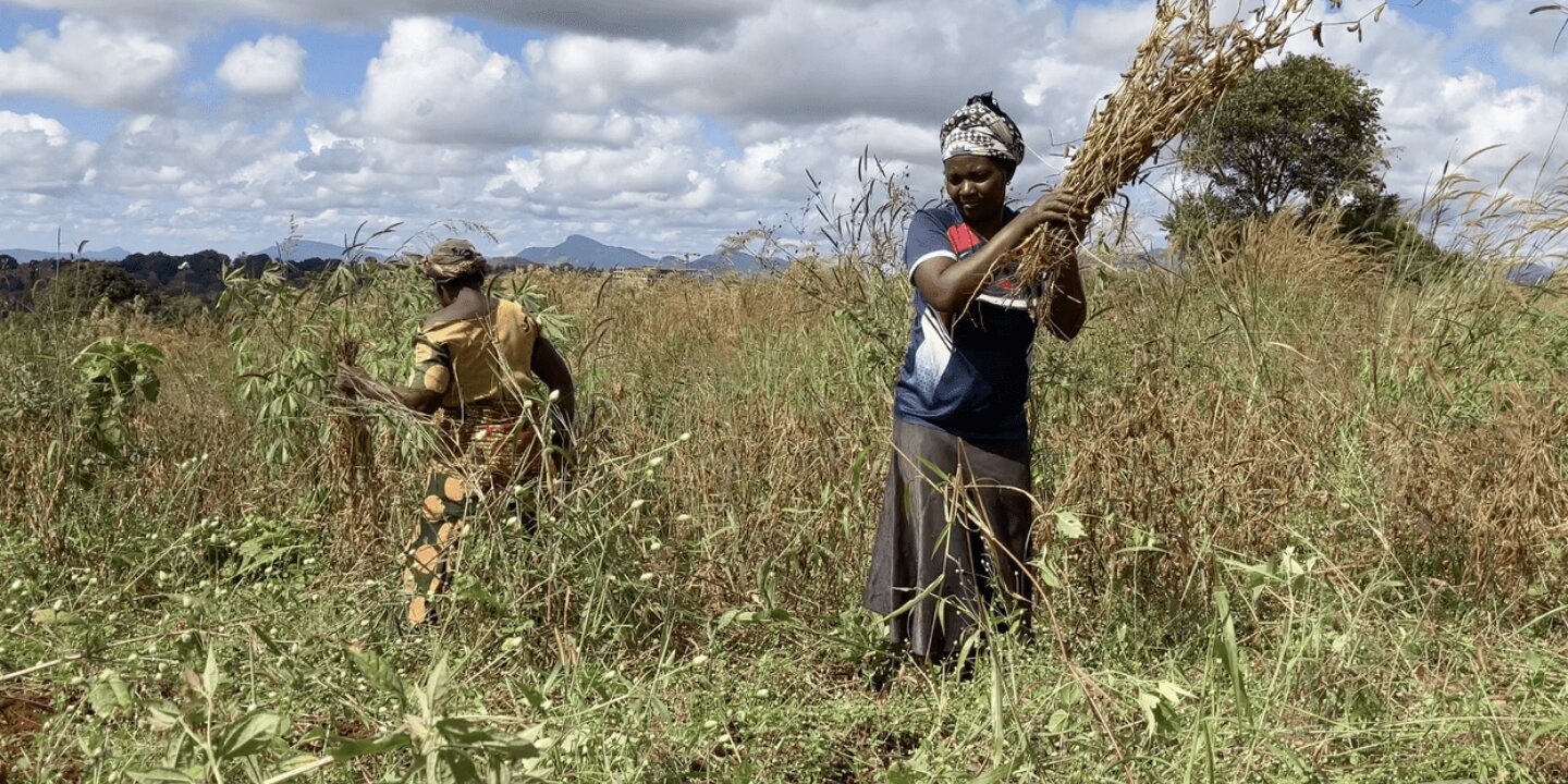 Women harvesting soya Songea TZ optimized 2000