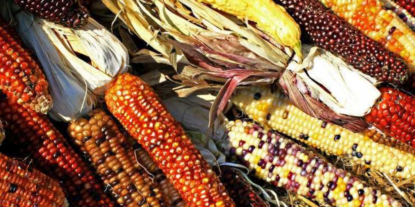 Copy of corn 1235895 1280