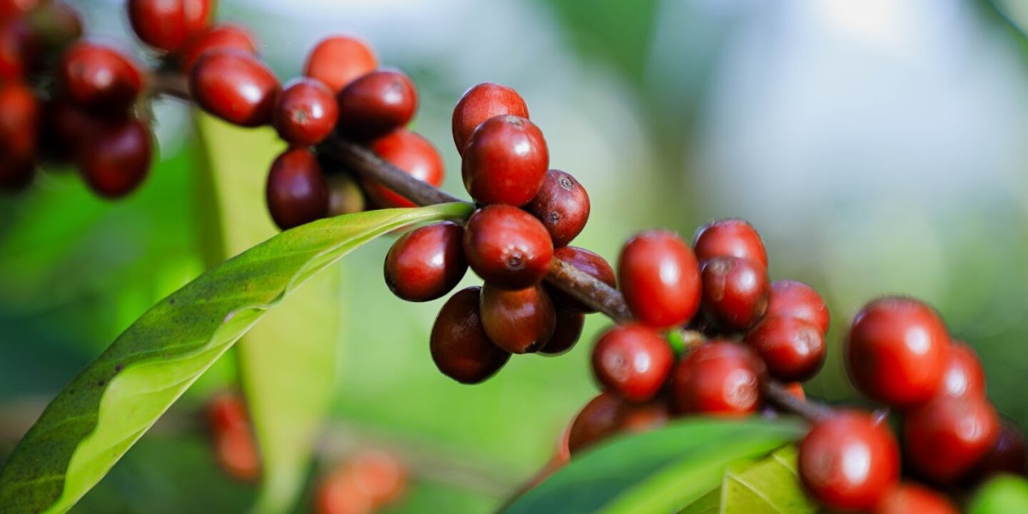 Yirgachefe coffee Farmers Union