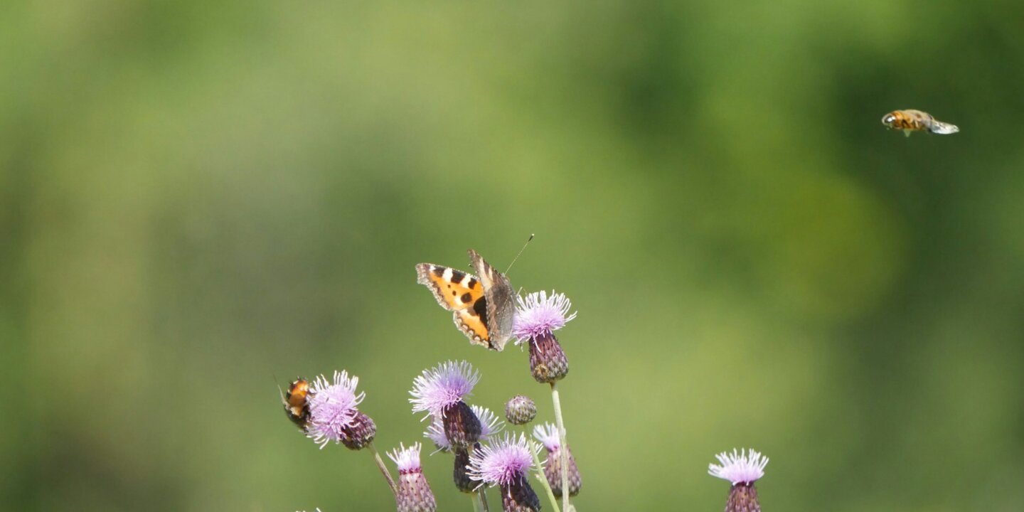 Aurelia chevreul gaud vuz16 Qh K4ew unsplash