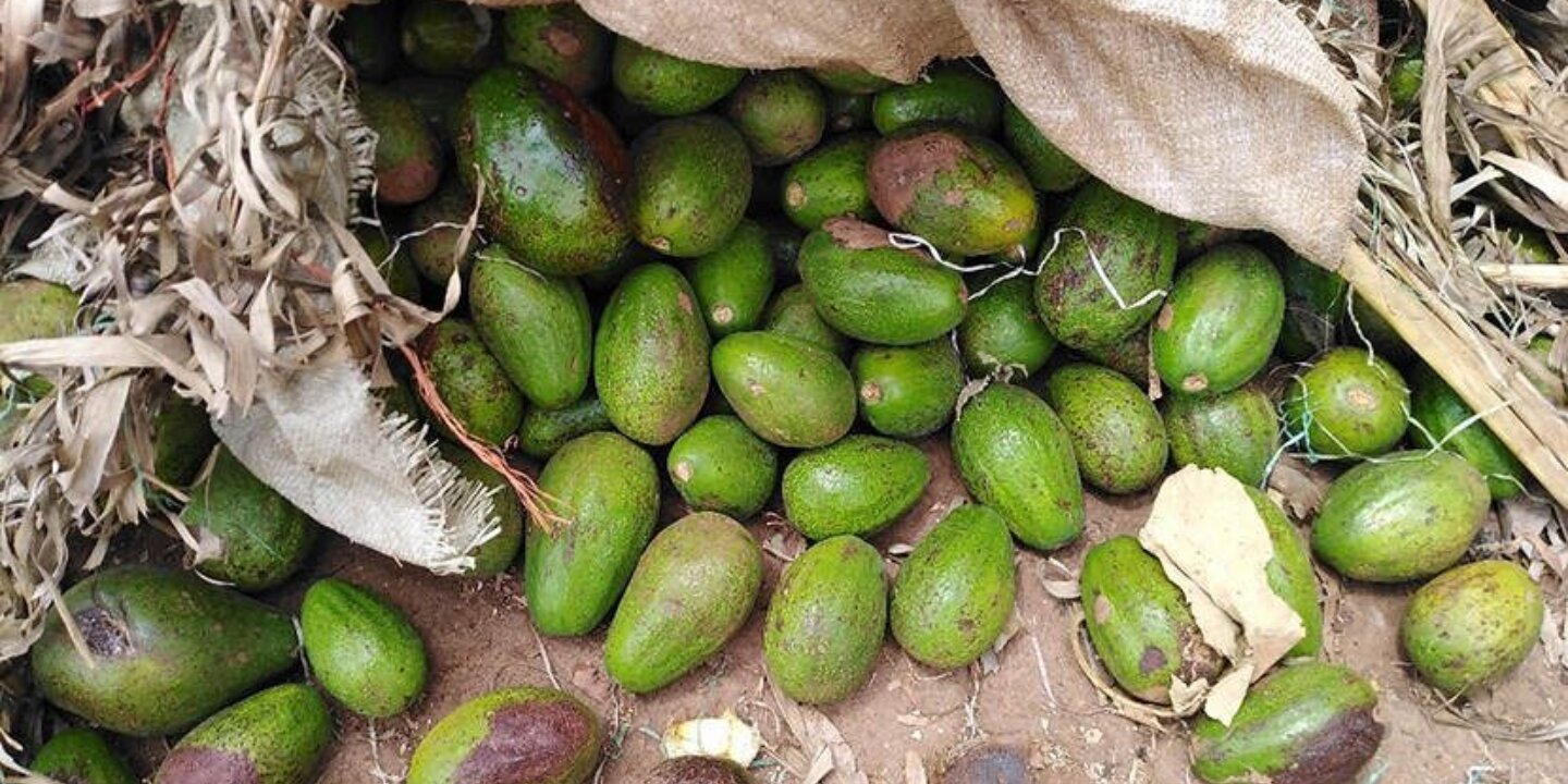 Beschadiging van avocados 3x2