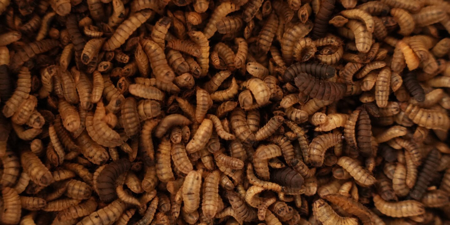 Bsf larvae waste to protein jpg
