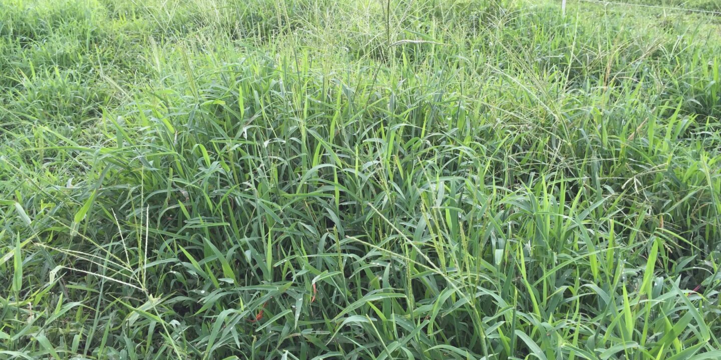 Crabgrass field2 scaled