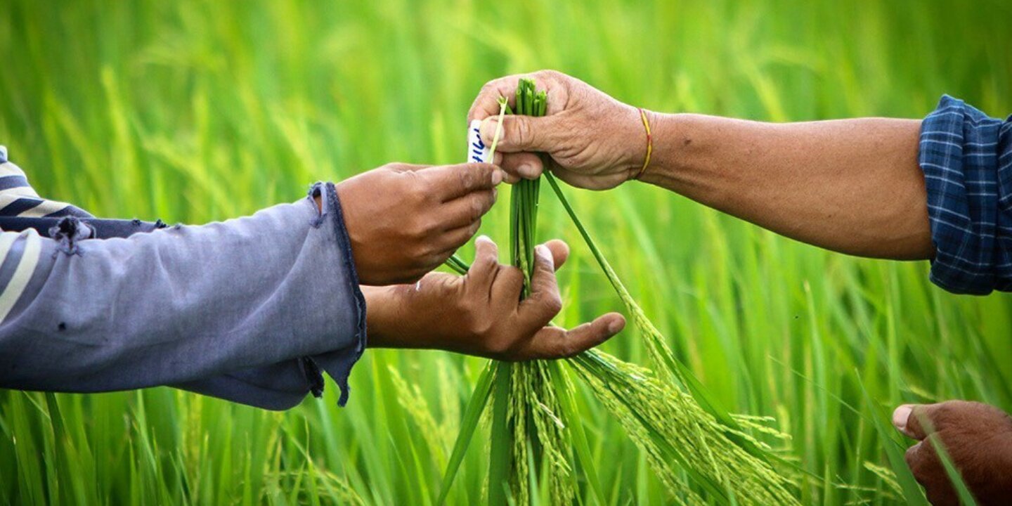 Image rice cgiar