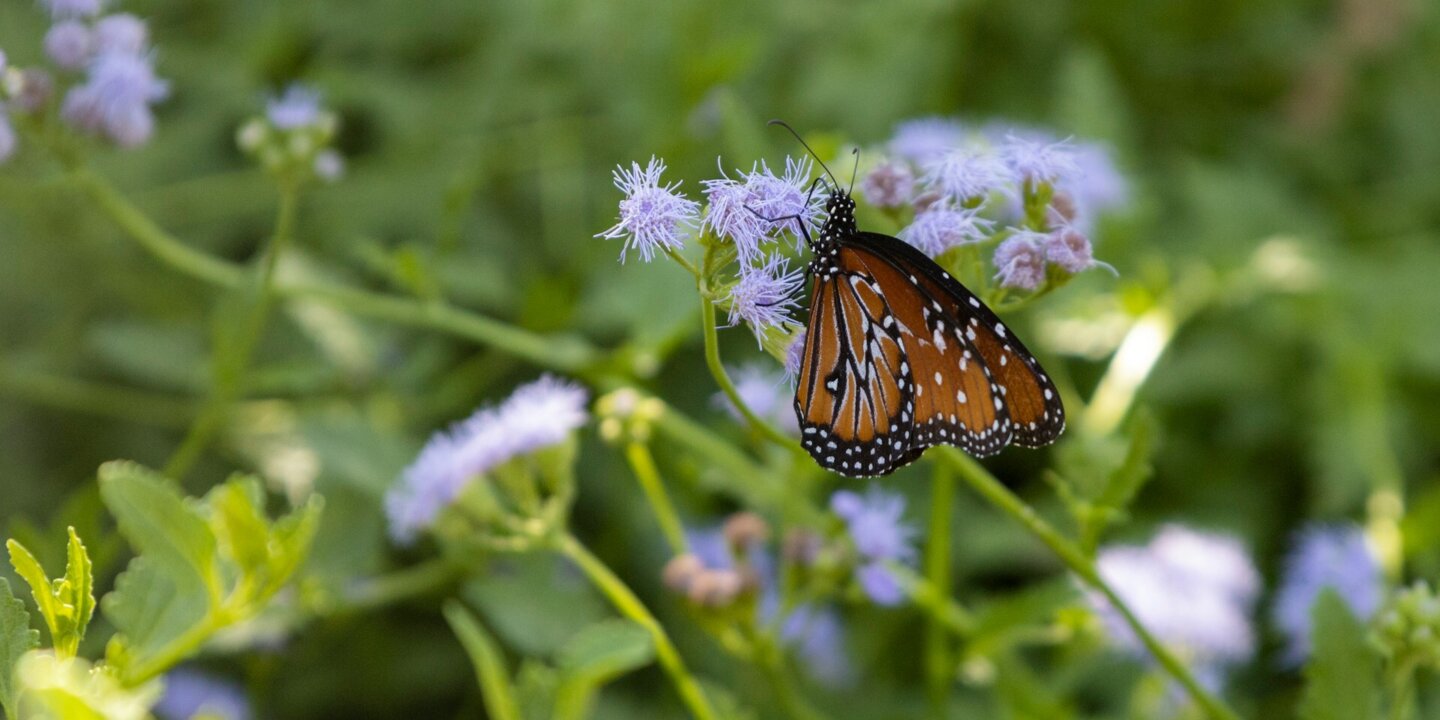 James a molnar T Tjl Vmm1 DQI unsplash