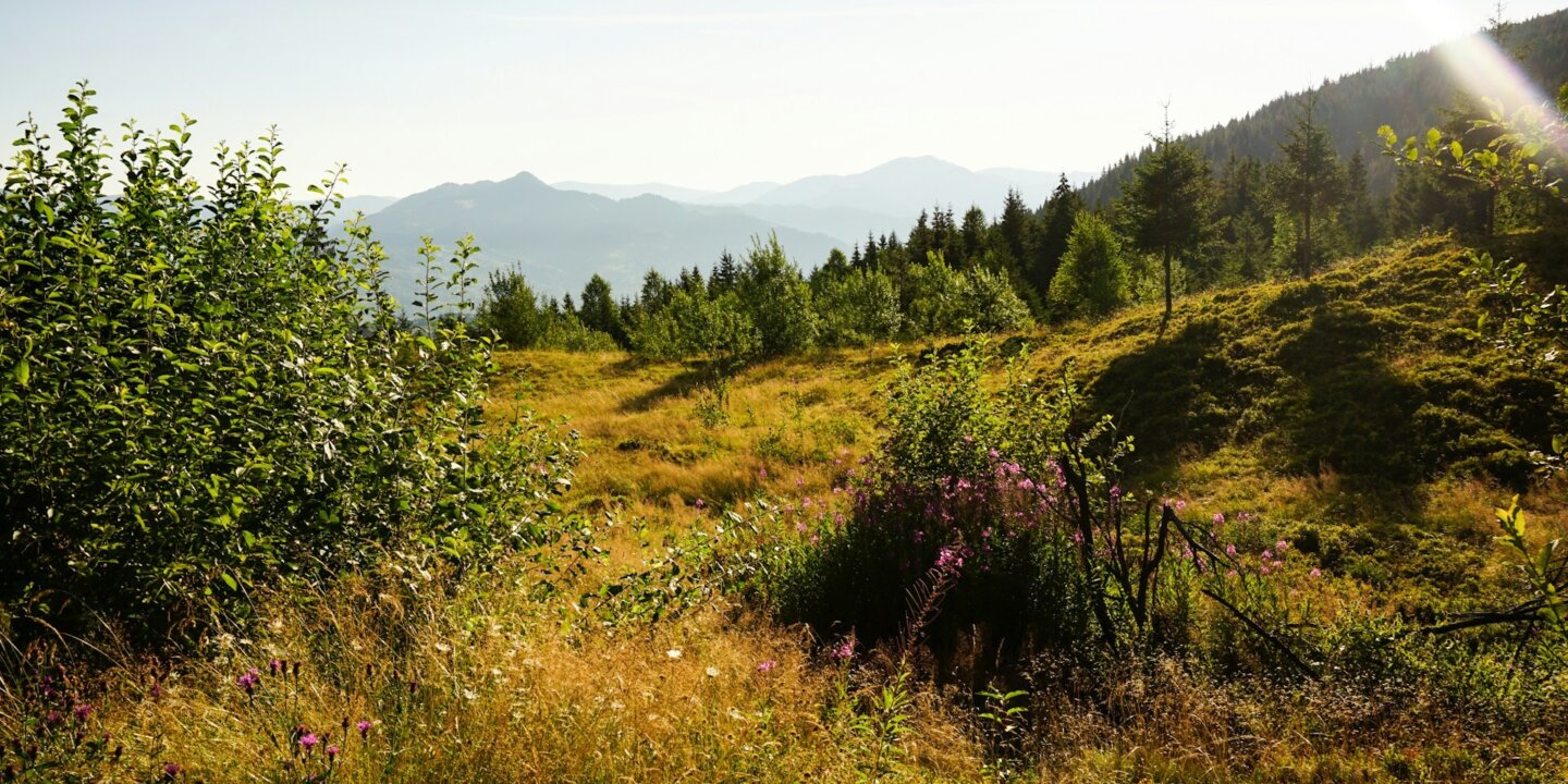 Michael michelovski og Y Aqq Iurgs unsplash