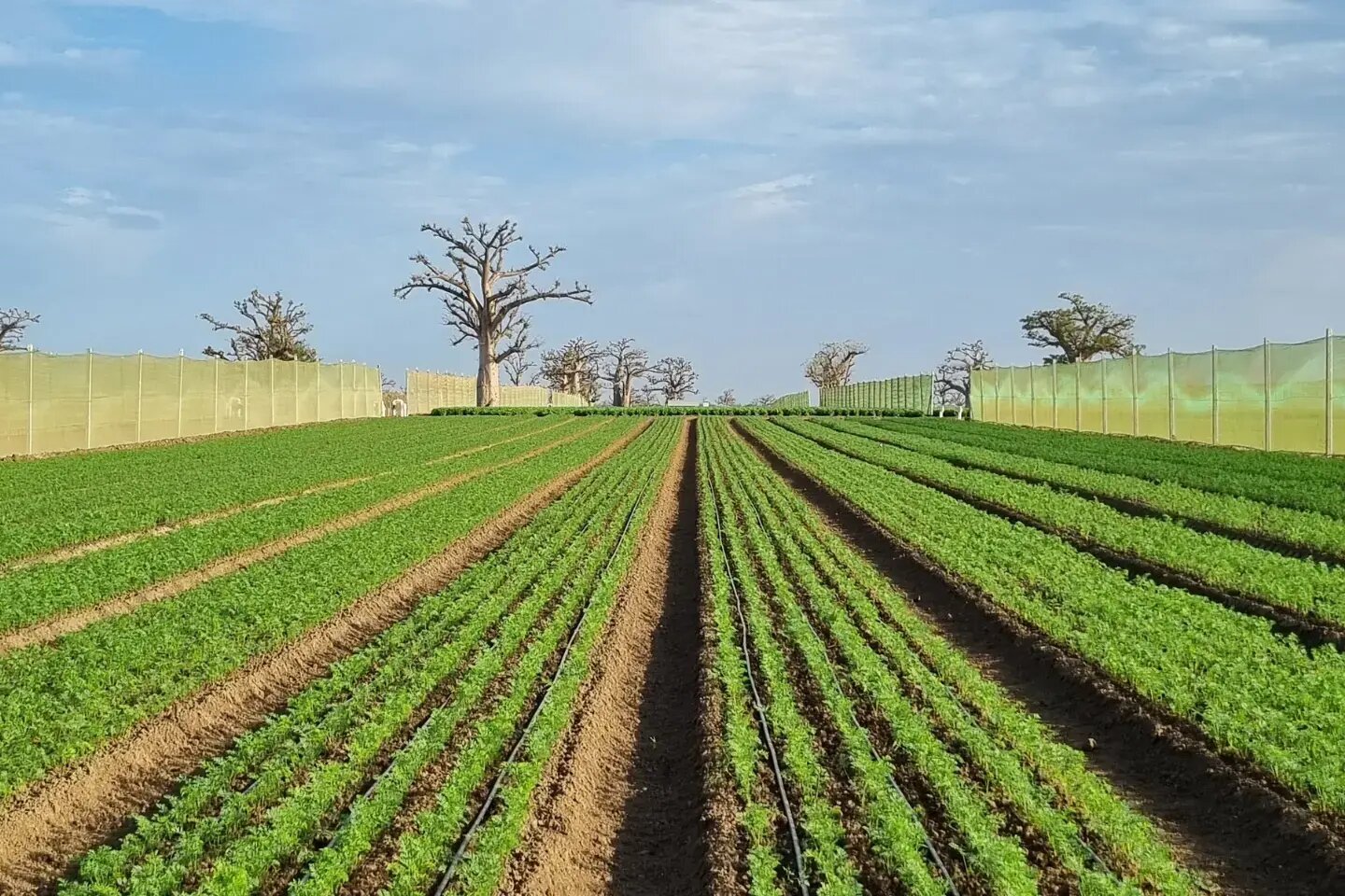 Bio‑Inputs for Sustainable Horticulture