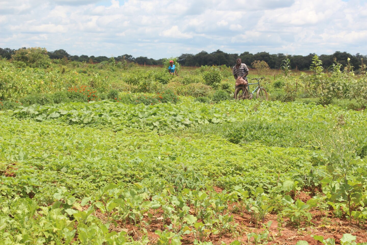 Food Systems in global climate policy