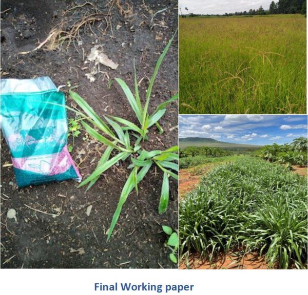 Cover final wrk paper forage seed uganda