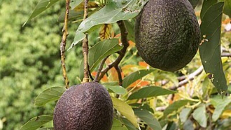 FORQLAB student research on avocado loss and quality