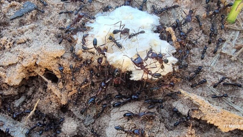 Tiny creatures and their inspiring way of life