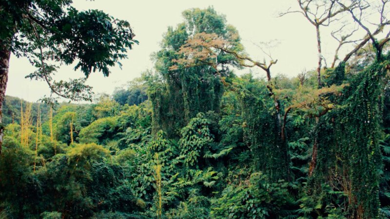 Food systems and agriculture in the global climate negotiations (COP30)