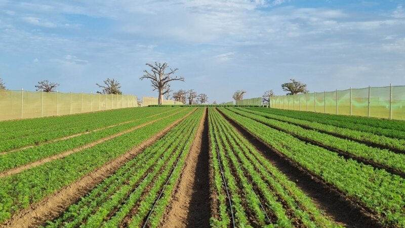 Catalogue of sustainable inputs for West Africa - Solutions pour un agriculture durable