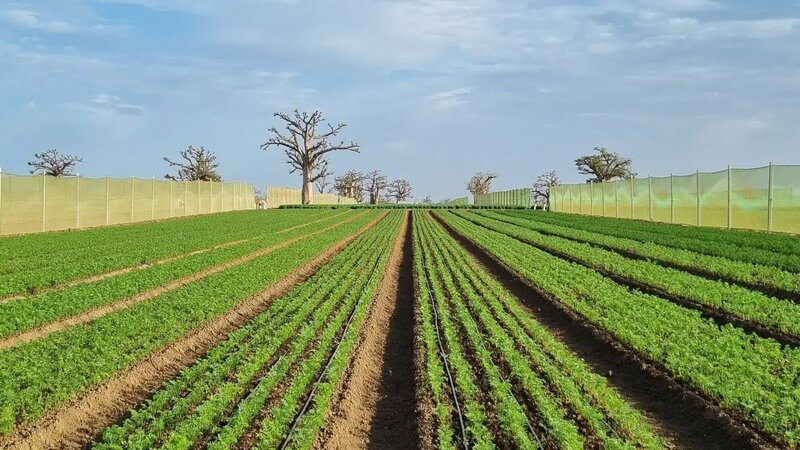 Bio‑Inputs for Sustainable Horticulture