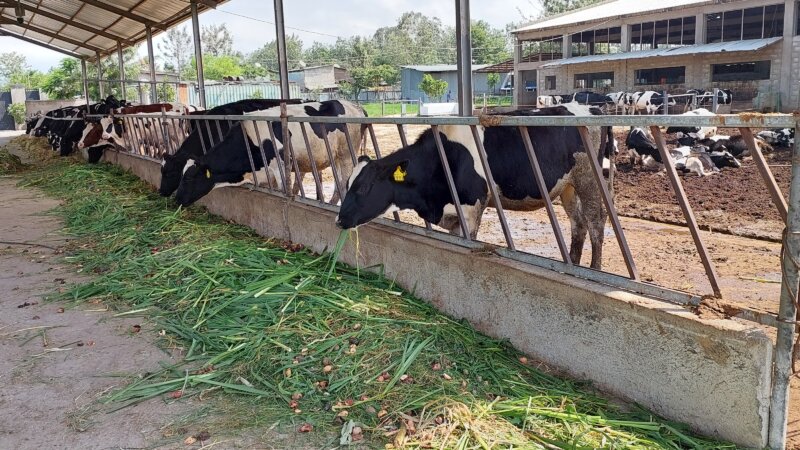 Ethiopian’s Dairy Sector:  A Developing Industry with Auspicious Investment Prospects