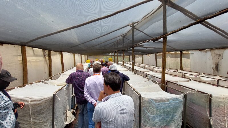 Climate Control for BSF Greenhouses