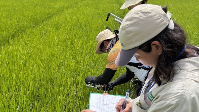 Decoding plant language through light