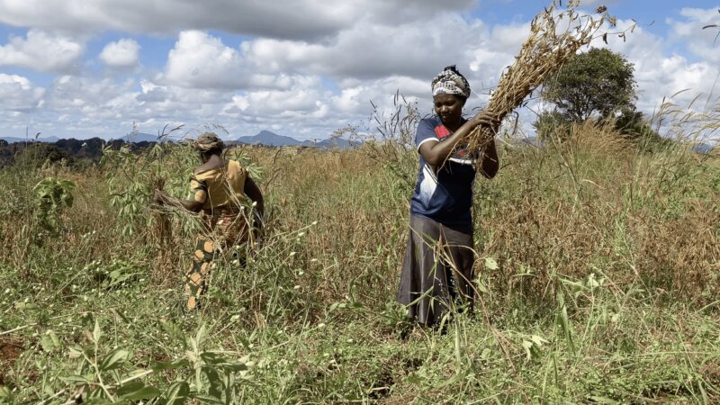 Learning to read the field, two legume fanatics on science that listens