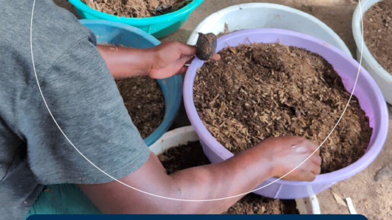 Black Soldier Fly Opportunities in Uganda