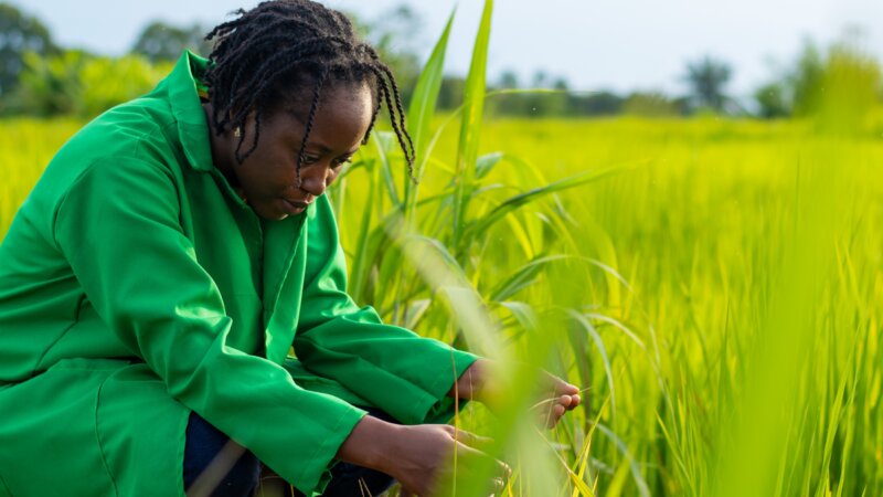 Senior Expert Case | Scaling Readiness Contributes to Innovations for Food Security