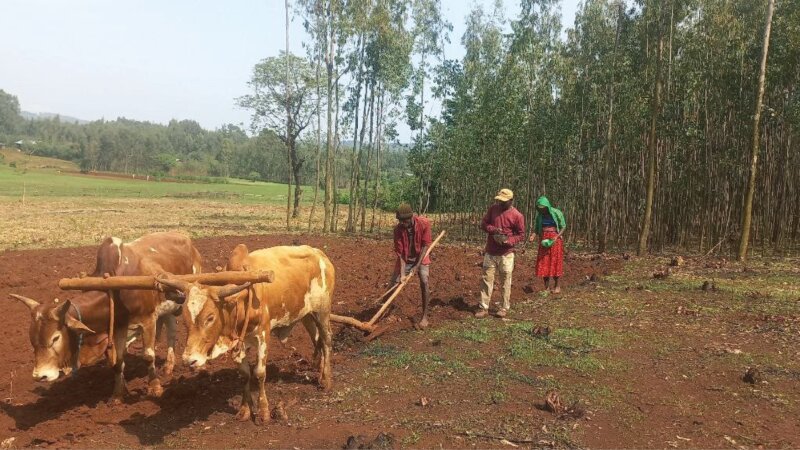 From the Cart to the Milk: A Transformative Journey in Ethiopian Dairy Farming