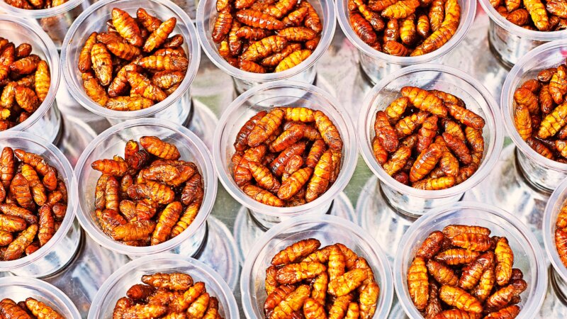 Insect Farming in East Africa: Knowledge Exchange Event