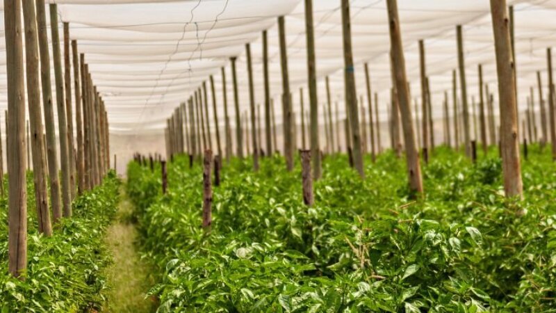 Food Systems Innovation Challenge